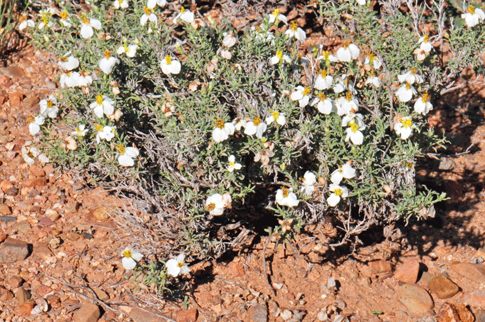 Desert Zinnia is limited in distribution in the United States primarily to central and southern Arizona with much smaller isolated populations in NM, TX and UT. Zinnia acerosa 